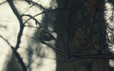 Погода в Сыктывкаре 9 октября: осень в самом разгаре