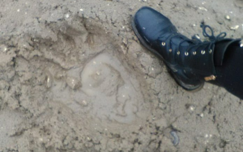 В Коми возле автобусной остановки бегал большой медведь (видео)