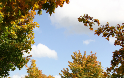 Погода на 15 октября в Сыктывкаре: будет прохладно