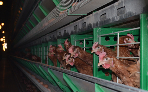 В Коми из-за взрыва канализации на птицефабрике работник попал в реанимацию