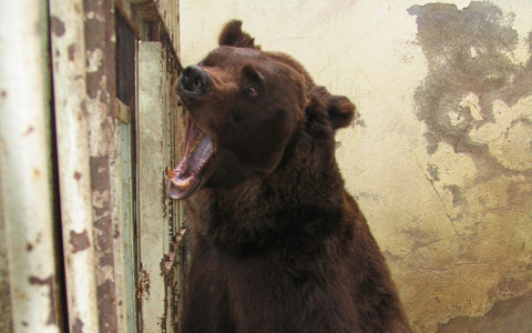 Сбежавший из зоопарка медведь до смерти задрал пенсионера