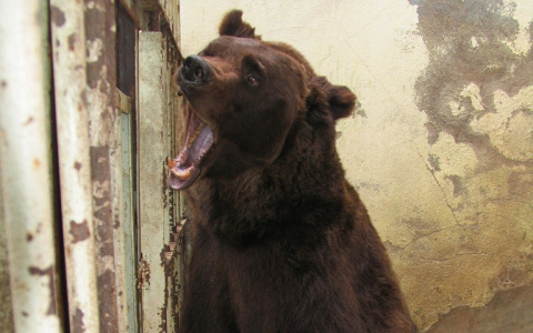 Ядовитые гадюки, дикие медведи и стаи волков: кто держит в страхе жителей Коми (фото, видео)