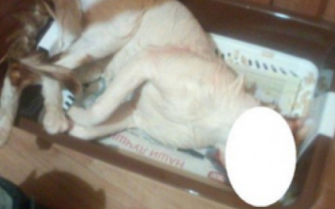 Жители Коми угрожают расправой семье живодера, который постирал кота