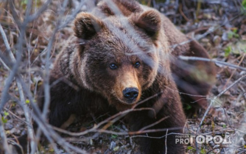 В Коми полицейские застрелили медведицу с медвежонком