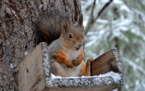 В Коми выпал снег: лучшие фото, от которых станет холодно