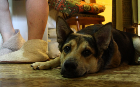 В Коми на женщину напала огромная крыса, но ее спасла собака