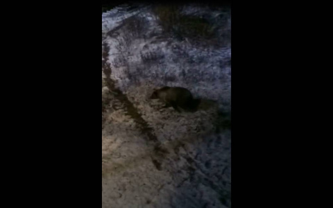 Житель Коми заснял, как прямо у железнодорожного вокзала бродит медведь (видео)