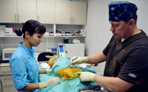 Сыктывкарцы о ветеринарах клиники «ВетСервис»: «Они волшебники в лечении животных!»