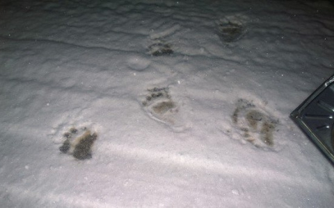 В Сыктывкаре недалеко от Октябрьского проспекта заметили медведя (фото)