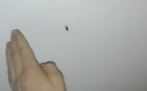 В сыктывкарской пиццерии тараканы падают с потолка в еду (видео)