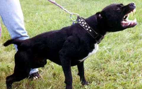 В Коми бультерьер набросился на женщину на глазах своего владельца