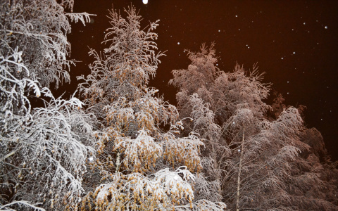 На лыжной базе «Динамо» в Сыктывкаре заблудилась супружеская пара