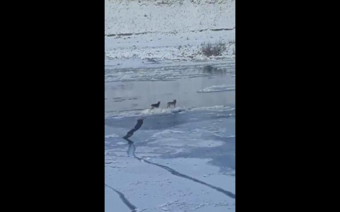 В сети появилось видео, где мужчина спасает на реке в Коми бездомных собак