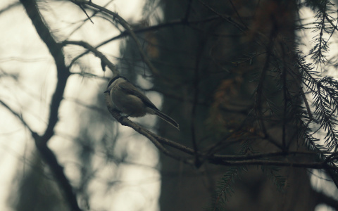 Погода в Сыктывкаре 2 ноября: и днем, и ночью будет около нуля