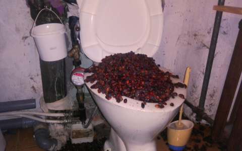 В Коми унитаз жилой квартиры прорвало шиповником (фото)