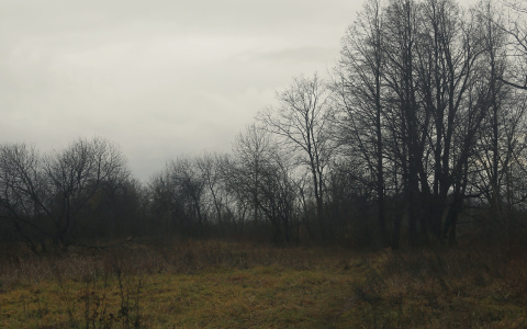 Житель Коми нашел в поле труп, когда пас коров