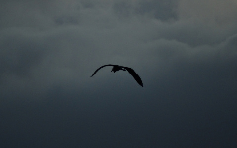 Погода в Сыктывкаре 11 ноября: очередной день без солнца