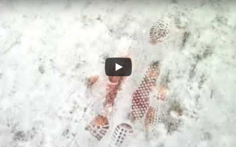 Сыктывкарцы сняли на видео дорогу из крови на свежем снегу
