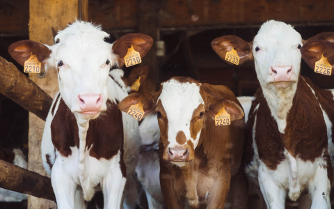 В Коми могут построить новое предприятие за 4,7 миллиарда рублей