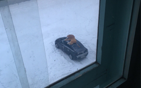 Жителей Коми напугал лев, который лежал на крыше машины у них во дворе