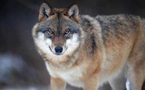 Жителей Сыктывкара просят не отпускать детей одних из-за угрозы нападения волков