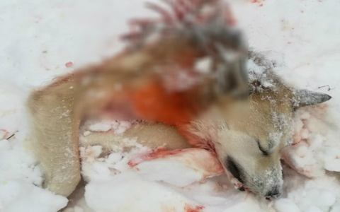 В Коми волки разорвали на куски домашнюю собаку (фото строго 16+)