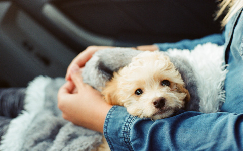 В Коми маленькая девочка помогла спасти жизнь