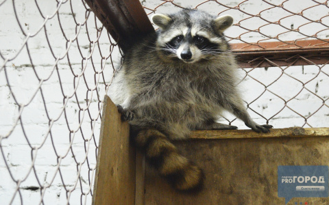 Как животные сыктывкарского зоопарка готовятся к зиме (фоторепортаж)