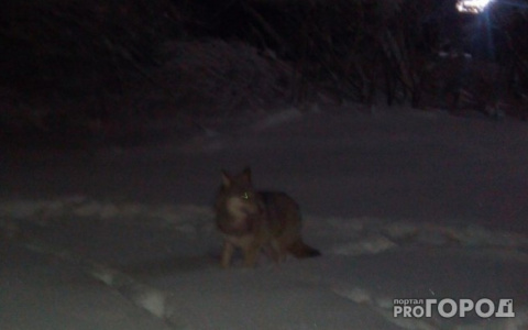 В Коми началась спецоперация по охоте на волков, которые угрожают людям
