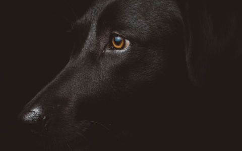 В Сыктывкаре джип сбил собаку возле детского сада на глазах малышей