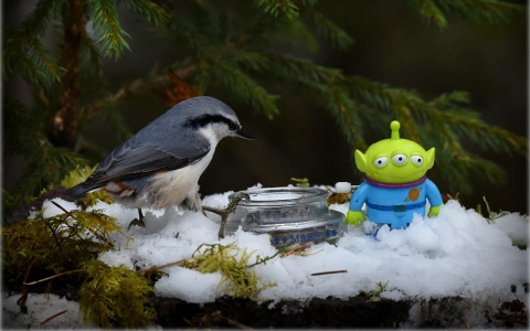 Сыктывкарка сделала серию необычных фото про птиц и инопланетян (фото)