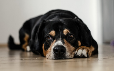 В Коми животные стали жертвами нефтеразлива