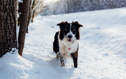 Сыктывкарская зима начнется с аномальной погоды