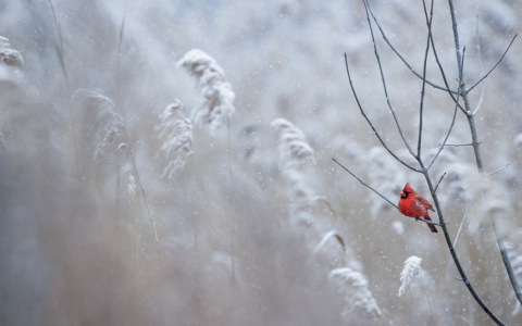 Стало известно, какая погода в Коми будет в декабре