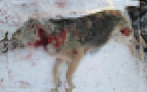 В Коми нашли изрезанные трупы домашних собак (фото 16+)