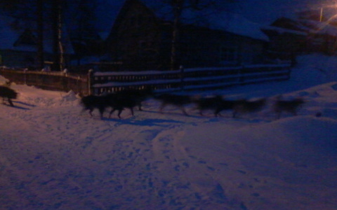 В Коми водитель въехал в стаю бродячих собак, чтобы спасти подростка (фото)