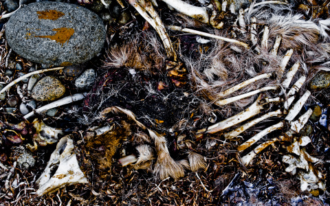 Сыктывкарцы обнаружили в снегу обглоданный скелет