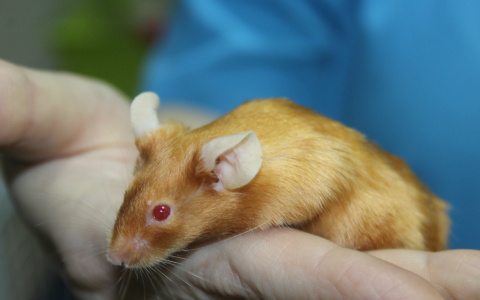 В Сыктывкаре сделали кесарево сечение крысе