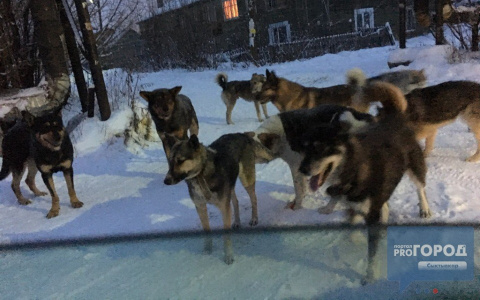 Сыктывкарский Лесозавод атаковали десятки разъяренных собак (фото)