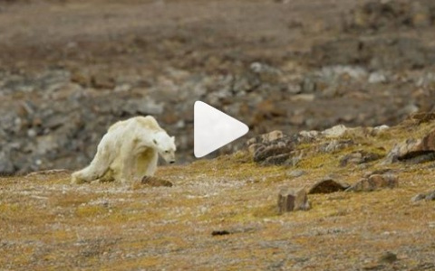 Пользователи соцсетей пришли в ужас от видео с умирающим медведем