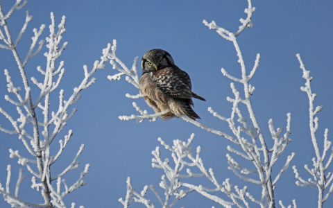 Погода в Сыктывкаре на 10 декабря: холодно не по-детски