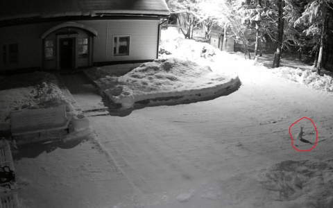 В Сыктывкарский ботанический сад среди ночи забрался необычный «гость» (фото)