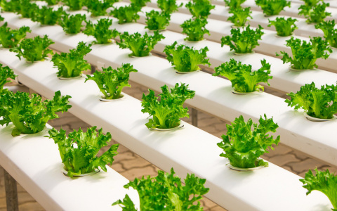 В Коми строят тепличный комплекс за 3,6 миллиарда рублей