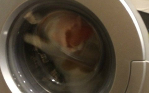 Девочка из Сыктывкара выложила в соцсети фото безжалостных издевательств над котом