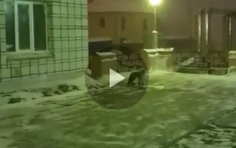 В Сыктывкаре рядом со школой разгуливала лиса (видео)