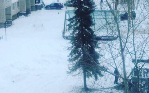 В одном из городов Коми установили самую позорную новогоднюю елку (фото)