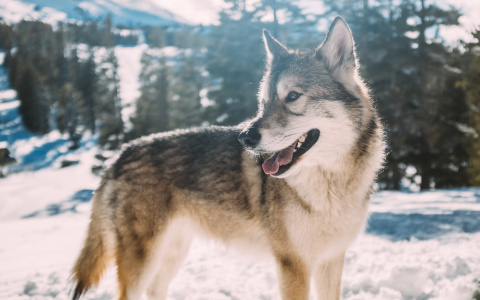Жители Коми в опасности: десятки волков вышли на охоту в города