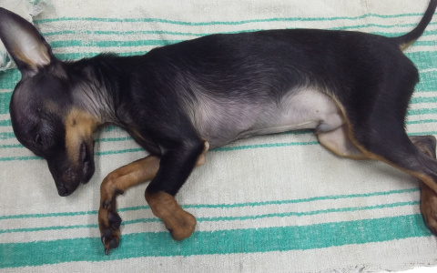 В Сыктывкаре ветеринарные врачи могут собрать любое животное