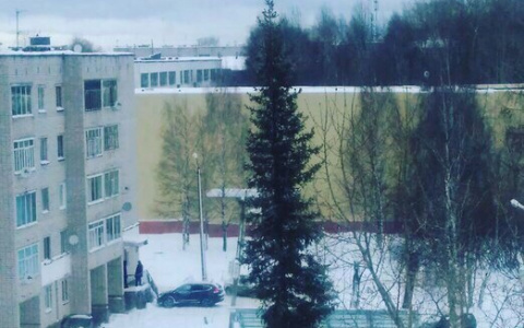 Самую позорную елку в Коми порубят на дрова