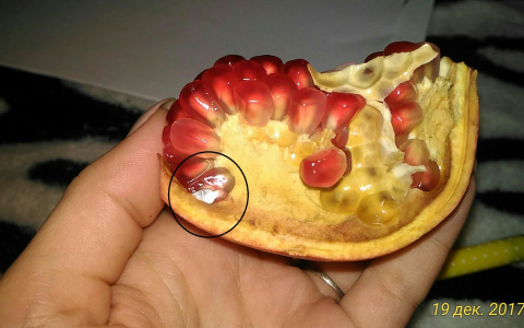 В Сыктывкаре женщина купила «гранату» вместо граната (фото)